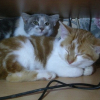 Photo de Touti