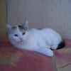 Photo de Blanche