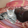 Photo de Capucin