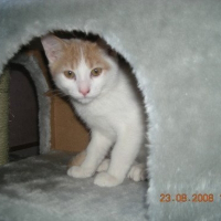 Photo de profil de Pépito