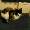 Photo de Tibby, Exotic