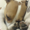 Photo de Tyson