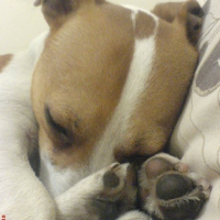 Photo de profil de Tyson