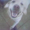 Photo de Troy