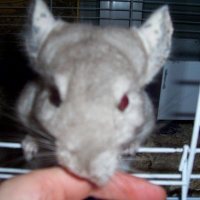 Photo de profil de Gimli