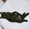 Photo de Cokine