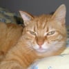 Photo de Whisky