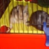 Photo de Tails