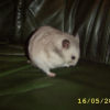 Photo de Finklesmurff