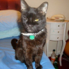 Photo de Buddy