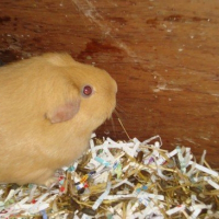 Photo de profil de Hunny