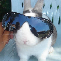 Photo de profil de Snoopy 