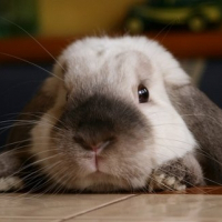 Photo de profil de Akio