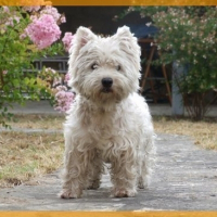 Photo de profil de Câline