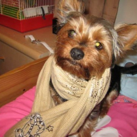 Photo de profil de Rose bud