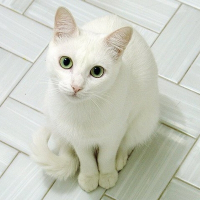 Photo de profil de Cherry 