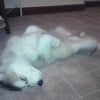 Photo de Echo