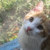Photo de Tiger