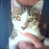 Photo de Milo