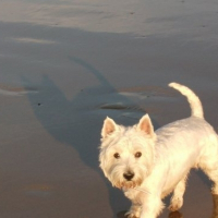 Photo de profil de Meg