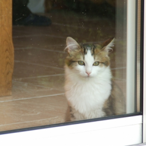 Photo de profil de Capucine