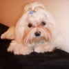Photo de Angel