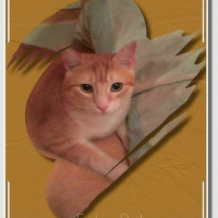 Photo de profil de Pisou