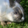 Photo de Bunny