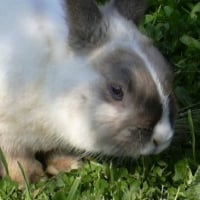 Photo de profil de Bunny