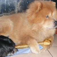 Photo de profil de Dusty