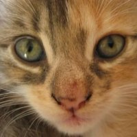 Photo de profil de Tigrounette
