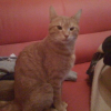 Photo de Rouquin