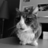 Photo de Minou