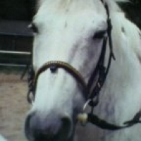 Photo de profil de Chataigne