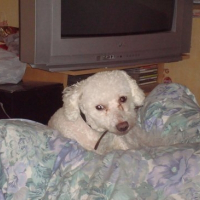 Photo de profil de Spike