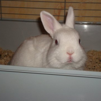 Photo de profil de Diezel
