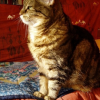 Photo de profil de Minette