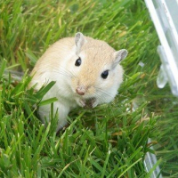 Photo de profil de Biscotte