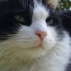 Photo de Lucky
