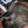 Photo de Ysatis