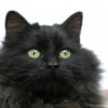 Photo de Kitty