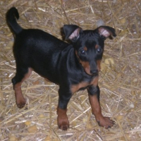 Photo de profil de Droopy