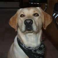 Photo de profil de Bandit