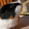 Photo de Caramel