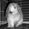 Photo de Gusgus