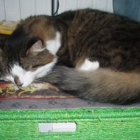 Photo de profil de Brouce
