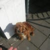 Photo de Lola