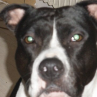 Photo de profil de Athena