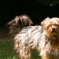 Photo de profil de Scully
