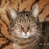 Photo de Moustique